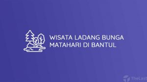 Wisata Ladang Bunga Matahari di Bantul
