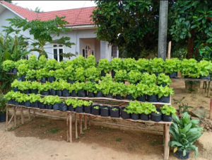 pemanfaatan pekarangan rumah