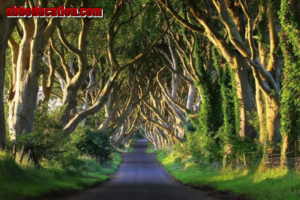 Terowongan Pohon Dark Hedges di Game of Thrones Terancam Musnah